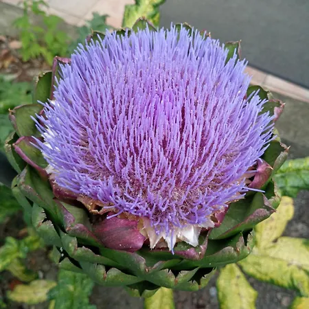 Les Jardins Imaginaires 3* Monségur